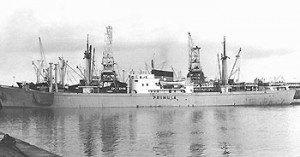 Primula (II)